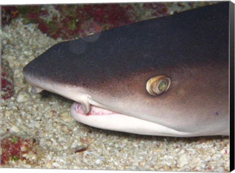 Framed Whitetip Reef Shark Head Print