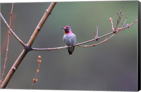 Framed Anna&#39;s Hummingbird Print