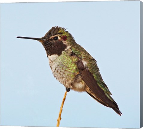 Framed Anna&#39;s Hummingbird Print