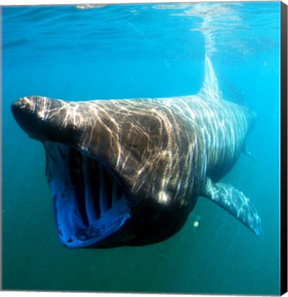 Framed Basking Shark Print