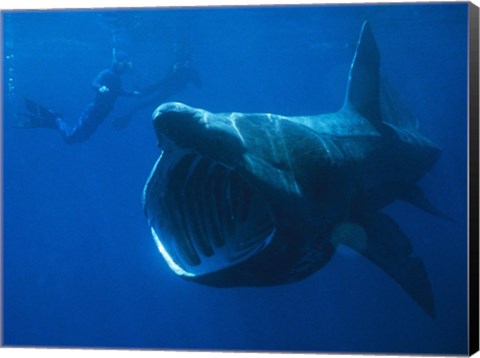 Framed Basking Shark Print