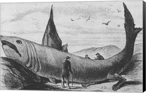 Framed Basking Shark Harper&#39;s Weekly October 24, 1868 Print