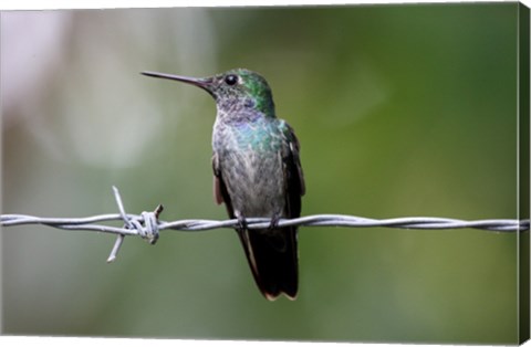 Framed Blue-Chested Hummingbird Print