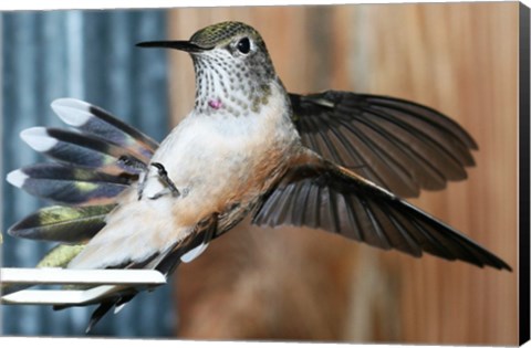 Framed Broad-tailed Hummingbird Female Landing at Feeder Print