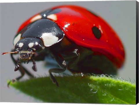 Framed Coccinelle Print