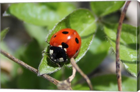 Framed Coccinellidae Print