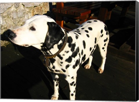 Framed Dalmatian in Croatia Print