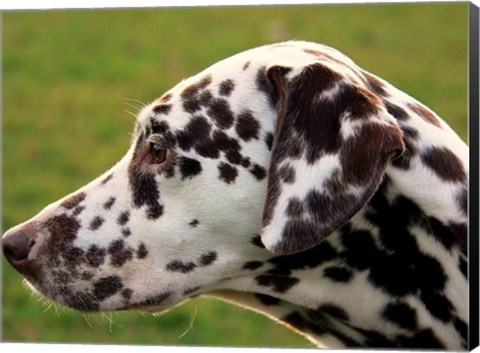 Framed Dalmatian Profile Print