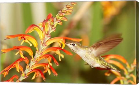 Framed Female Anna&#39;s Hummingbird Feeding Print