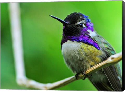 Framed Hummingbird I Print