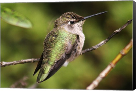 Framed Hummingbird II Print