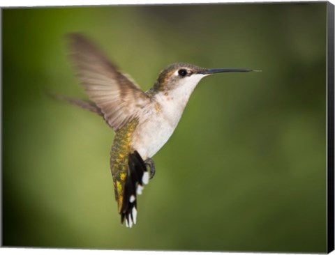 Framed Hummingbird Texas Print