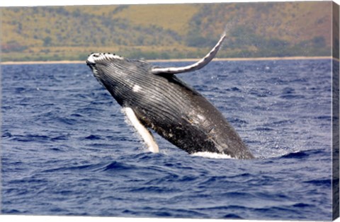 Framed Humpback Whale Leaping Print