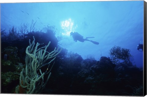 Framed Low angle view of a scuba diver swimming underwater, Belize Print