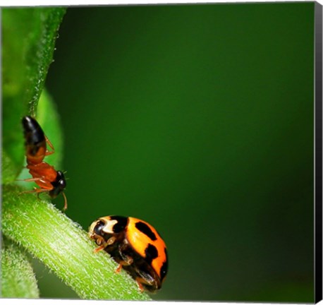 Framed Ladybug and Friend Print