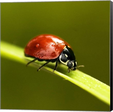 Framed Ladybug On Blade Of Grass Print