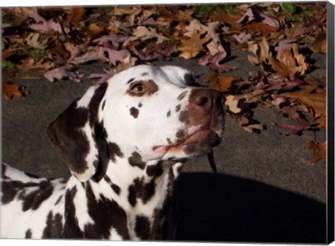 Framed Dalmatian Print