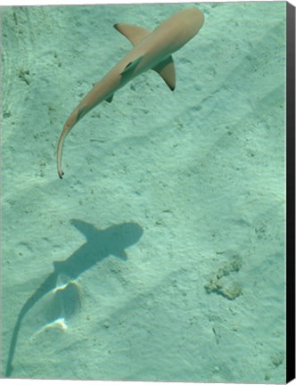 Framed Maldives Blacktip Reef Shark, Carcharhinus Melanopterus Print