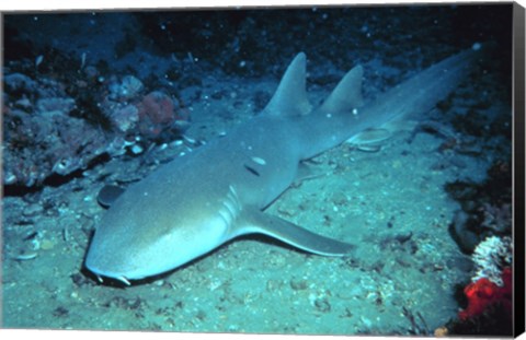 Framed Nurse Shark Print