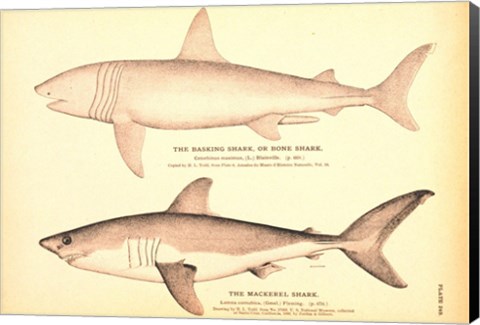 Framed Porbeagle Basking Shark Drawing Print