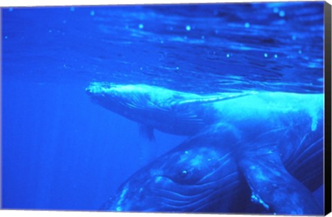 Framed Humpback whale mother and calf Print