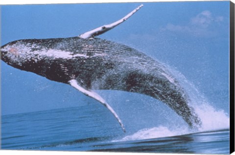 Framed Humpback whale breaching Print