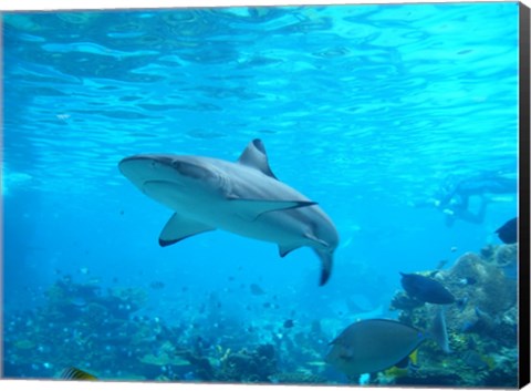 Framed Shark Underwater Print