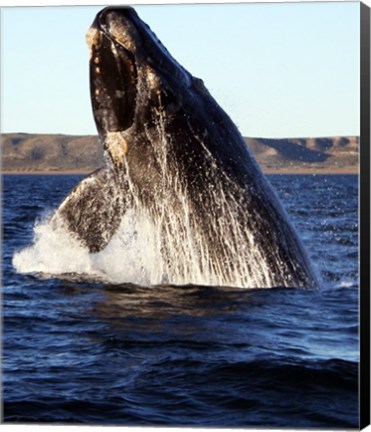 Framed Southern right whale Print