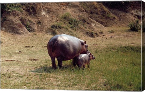 Framed Africa, Hippopotamus (Hippopotamus amphibius) mother with young near Nile River Print