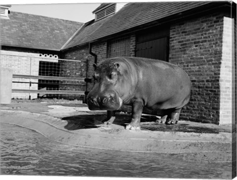 Framed USA, Louisiana, New Orleans, Hippopotamus in zoo Print