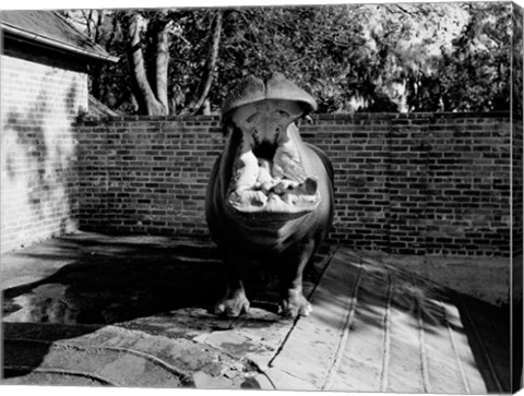 Framed USA, Louisiana, New Orleans, Hippopotamus in zoo yawning Print