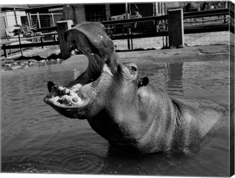 Framed USA, Louisiana, New Orleans, Hippopotamus in zoo Print