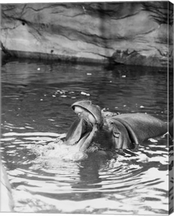 Framed Hippopotamus (Hippopotamus amphibius) in water Print