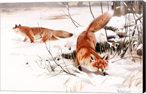 Framed Common Foxes in the Snow Print