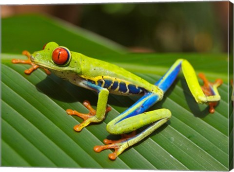 Framed Red Eyed Tree Frog Print