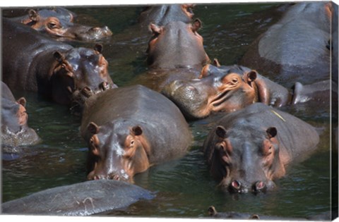 Framed Hippo Pod Print