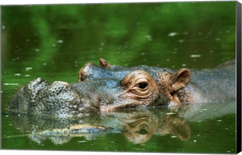 Framed Hippopotamus Surfacing Print