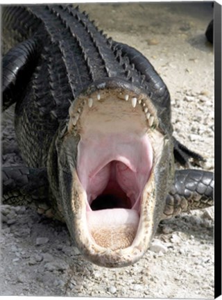 Framed Alligator Mississippiensis Yawn Print