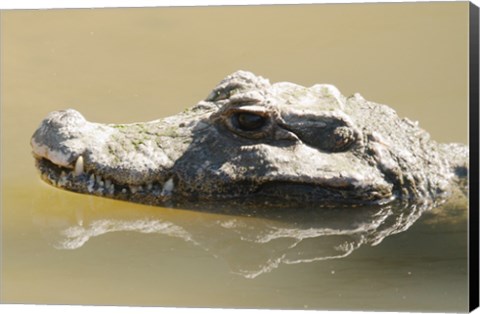Framed Caiman Displaying Fourth Tooth Print