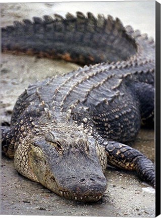 Framed Florida Alligator Print