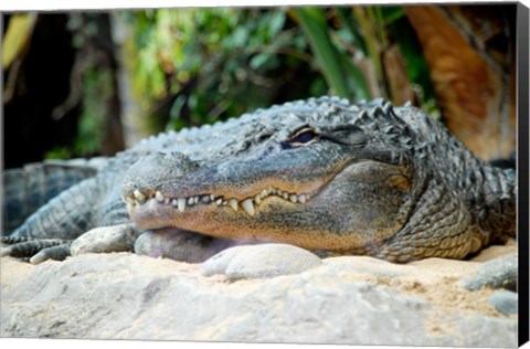 Framed Loro Parque Alligator Print