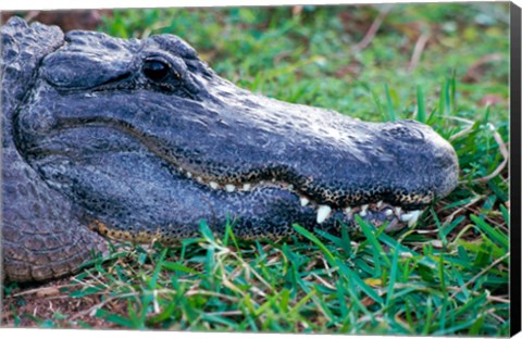 Framed Alligator - in the grass Print
