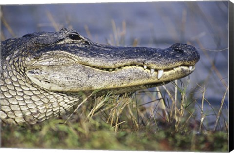 Framed Alligator - photo Print