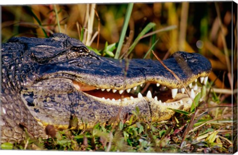 Framed Alligator - close up Print