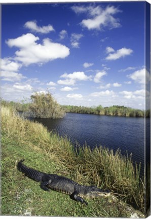 Framed High angle view of an alligator near a river, Everglades National Park, Florida, USA Print