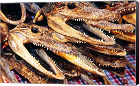 Framed Close-up of the skulls of alligators Print
