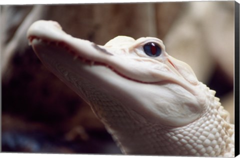 Framed Albino Alligator Print