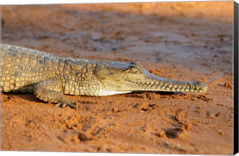 Framed High angle view of an Australian Freshwater Crocodile Print