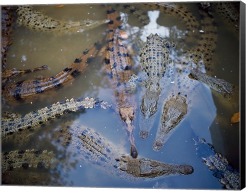 Framed High angle view of crocodiles in a pool of water Print