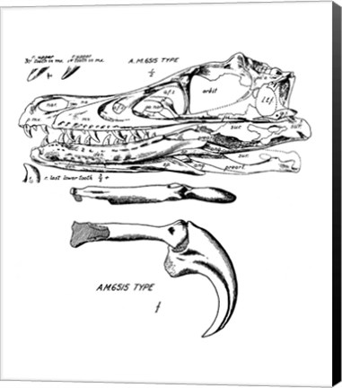 Framed Velociraptor Skull Chart Print